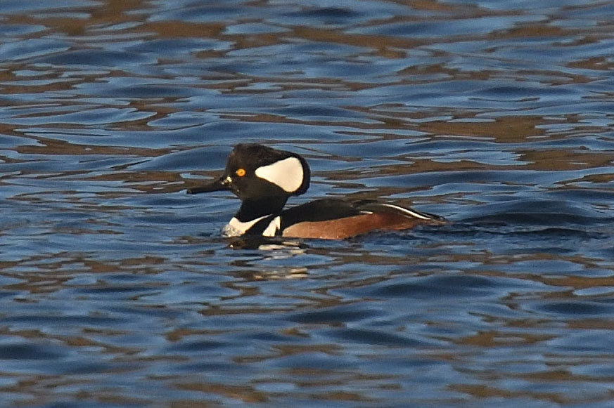 This male hooded merganser is aptly named for the ridge of feathers on the rear of its head; these feathers can be raised to form a crest that makes its head appear much larger. This particular male has its crest about halfway raised, giving us a good look at the head marking. Males use a fully deployed crest to attract females during breeding season. Females also have a crest; it is cinnamon-colored. Like the common merganser, hooded mergansers are diving ducks, doing so as they forage for fish and invertebrates.